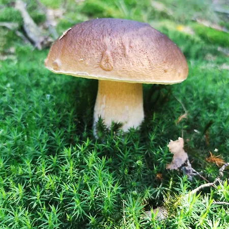 Haus Anna Gasthof Altenberg (Erzgebirge)