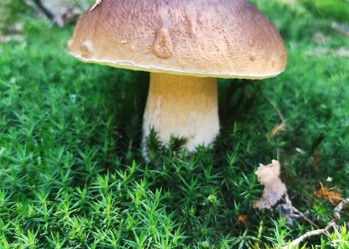 Haus Anna בית הארחה Altenberg